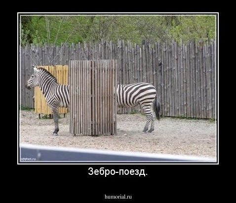 Зебро-поезд.