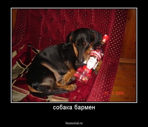 собака бармен