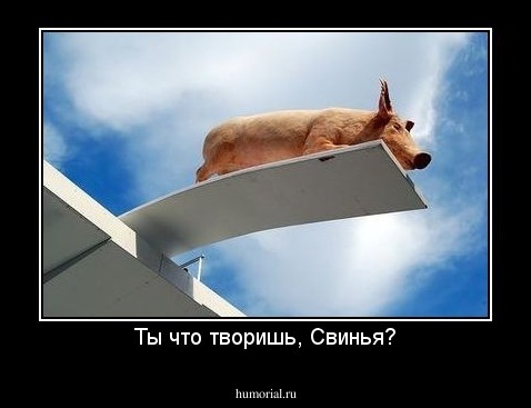 Ты что творишь, Свинья?
