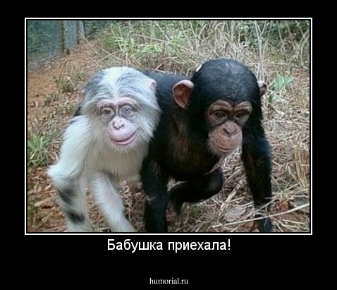 Бабушка приехала!