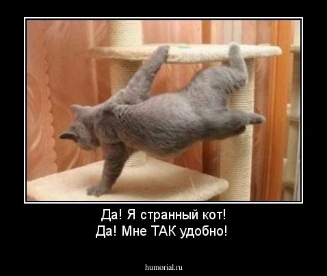 Да! Я странный кот! Да! Мне ТАК удобно!