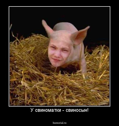 У свиноматки - свиносын!