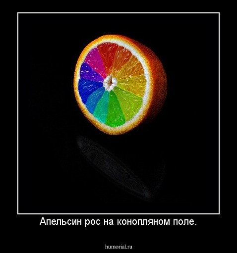 Апельсин рос на конопляном поле.