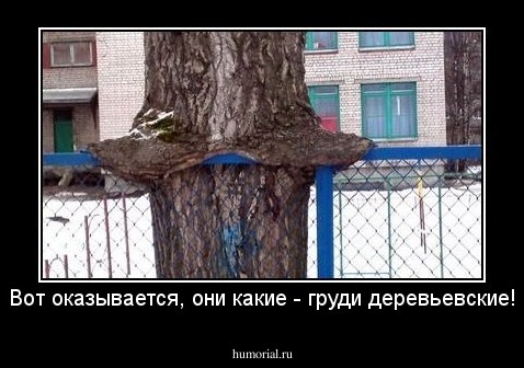 Вот оказывается, они какие - груди деревьевские!