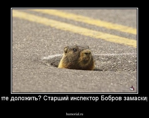 - Разрешите доложить? Старший инспектор Бобров замаскировался!!!