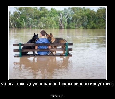 Вы бы тоже двух собак по бокам сильно испугались!
