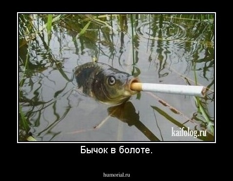 Бычок в болоте.
