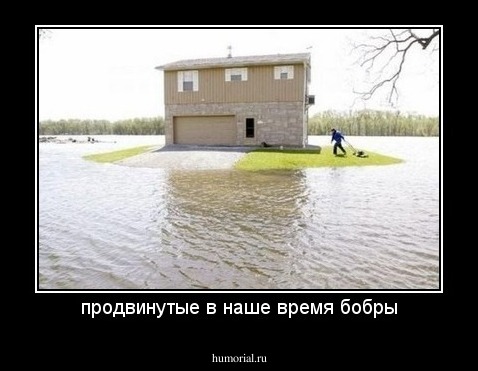 продвинутые в наше время бобры