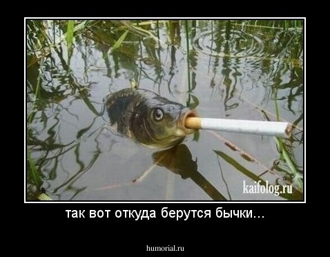 так вот откуда берутся бычки...