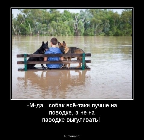 -М-да...собак всё-таки лучше на поводке, а не на паводке выгуливать!