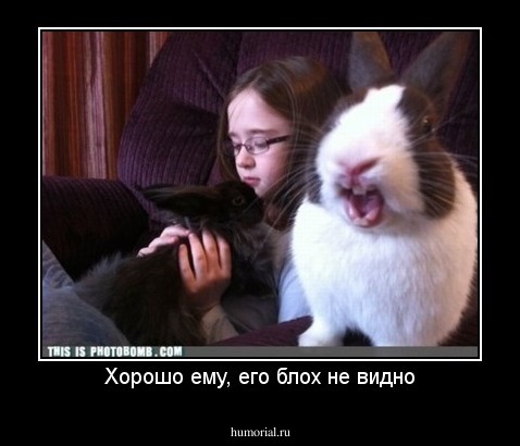 Хорошо ему, его блох не видно