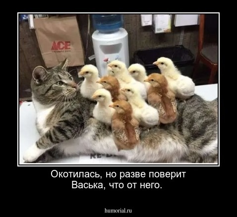 Окотилась, но разве поверит Васька, что от него.