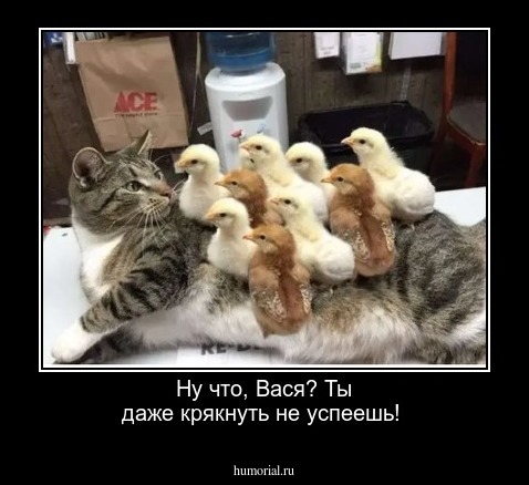 Ну что, Вася? Ты даже крякнуть не успеешь!