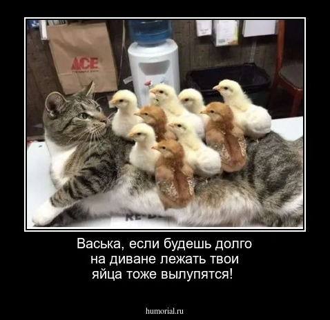 Васька, если будешь долго на диване лежать твои  яйца тоже вылупятся!