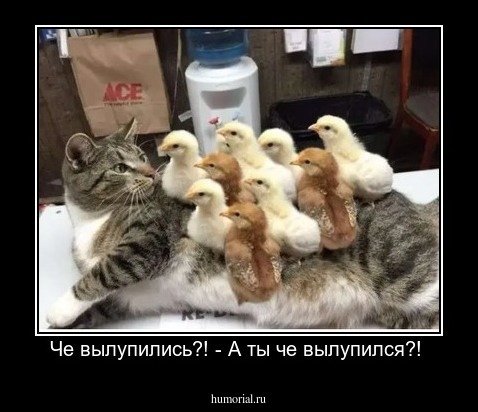 Че вылупились?! - А ты че вылупился?! 
