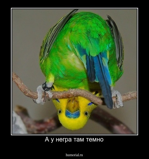 А у негра там темно