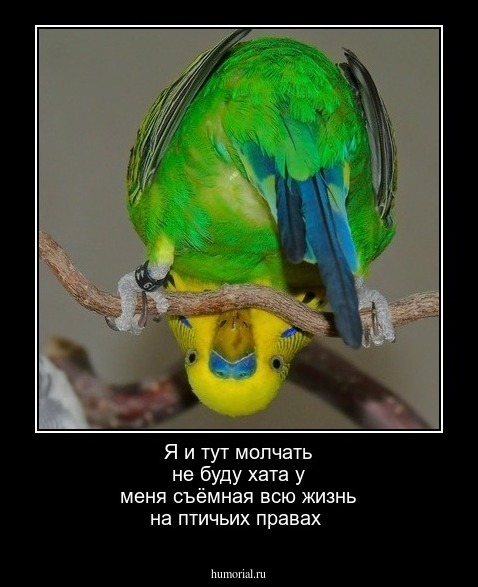 Я и тут молчать не буду хата у меня съёмная всю жизнь на птичьих правах 