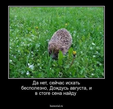 Да нет, сейчас искать бесполезно,
Дождусь августа, и в стоге сена найду