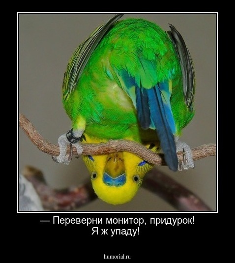 — Переверни монитор, придурок! Я ж упаду!