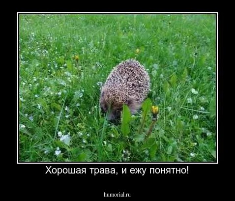 Хорошая трава, и ежу понятно!