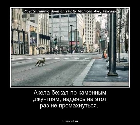 Акела бежал по каменным джунглям, надеясь на этот раз не промахнуться.