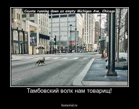 Тамбовский волк нам товарищ!