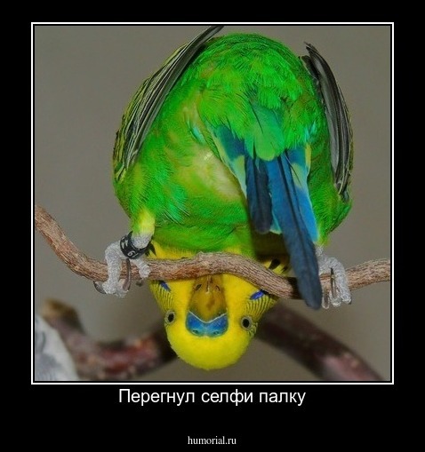 Перегнул селфи палку