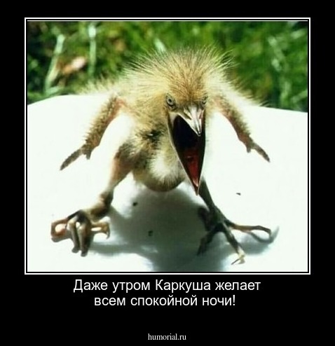 Даже утром Каркуша желает всем спокойной ночи!