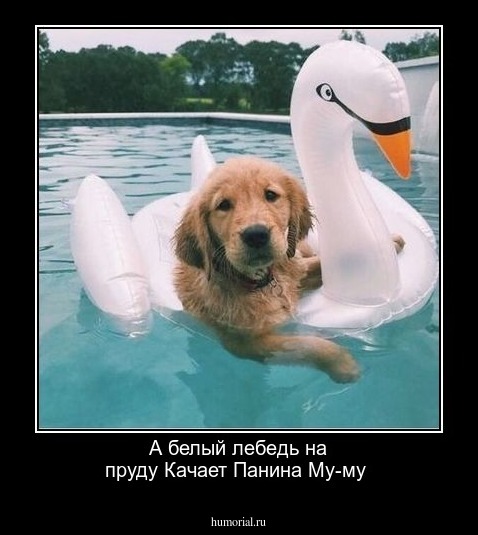 А белый лебедь на пруду
Качает Панина Му-му
