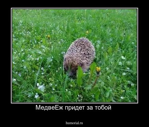 МедвеЕж придет за тобой 