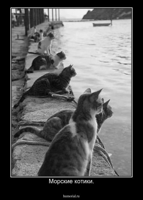 Морские котики.