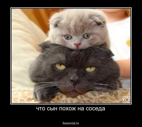 что сын похож на соседа