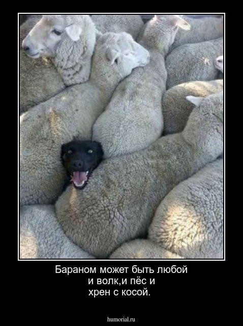 Бараном может быть любой и волк,и пёс и хрен с косой.