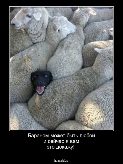 Бараном может быть любой и сейчас я вам это докажу!
