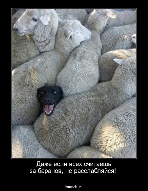 Даже если всех считаешь за баранов, не расслабляйся!