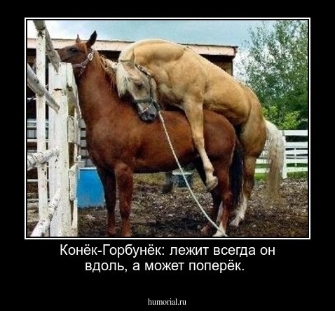 Конёк-Горбунёк: лежит всегда он вдоль, а может поперёк.