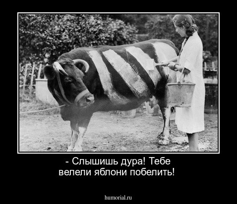 - Слышишь дура! Тебе велели яблони побелить!