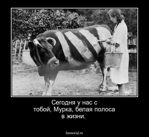 Сегодня у нас с тобой, Мурка, белая полоса в жизни.