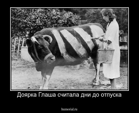 Доярка Глаша считала дни до отпуска