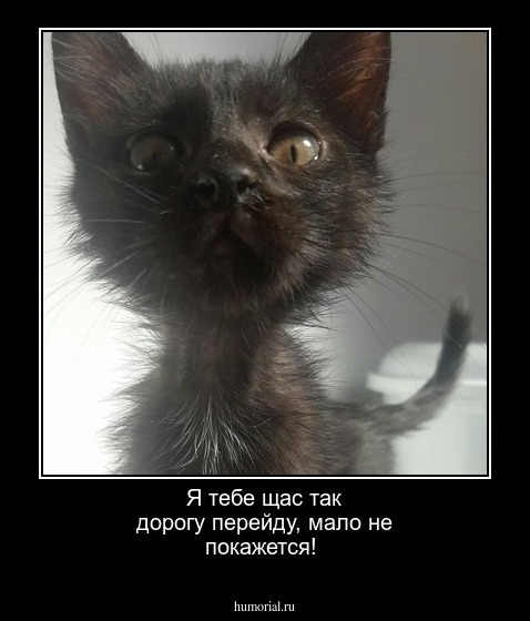 Я тебе щас так дорогу перейду, мало не покажется!