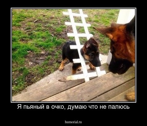 Я пьяный в очко, думаю что не палюсь