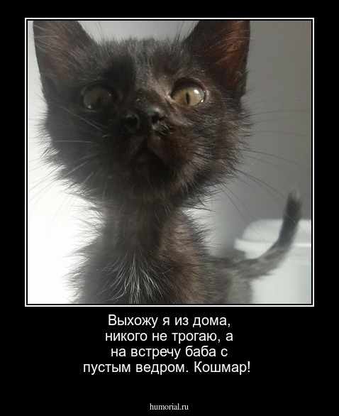 Выхожу я из дома, никого не трогаю, а на встречу баба с пустым ведром. Кошмар!