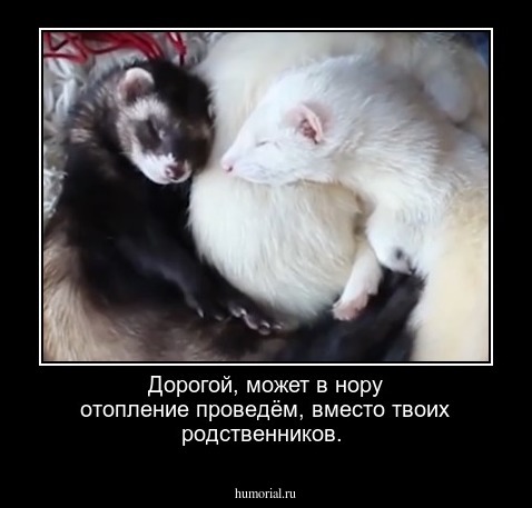 Дорогой, может в нору отопление проведём, вместо твоих родственников.