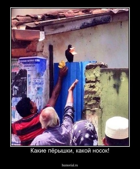 Какие пёрышки, какой носок!