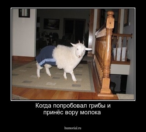 Когда попробовал грибы и принёс вору молока