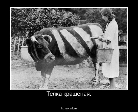 Телка крашеная.