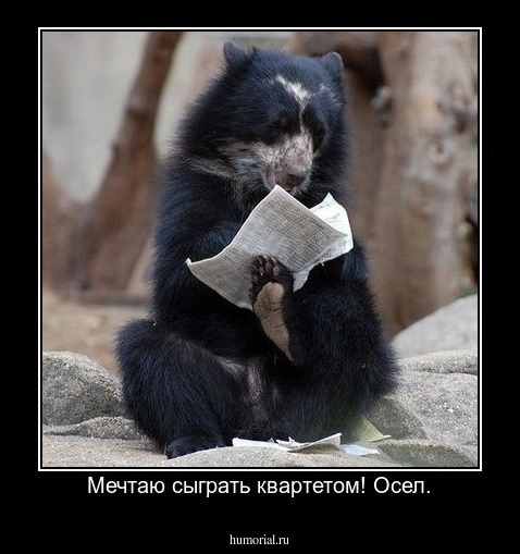 Мечтаю сыграть квартетом! Осел.