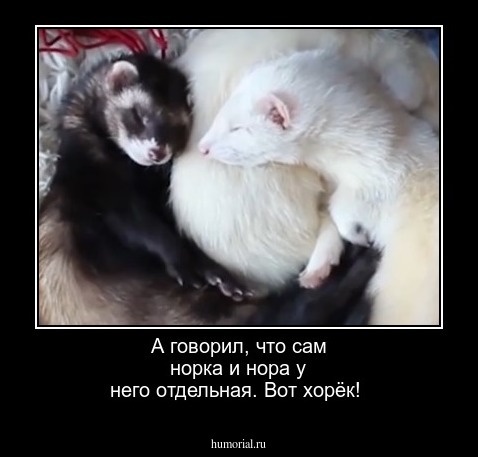А говорил, что сам норка и нора у него отдельная.
Вот хорёк!  
