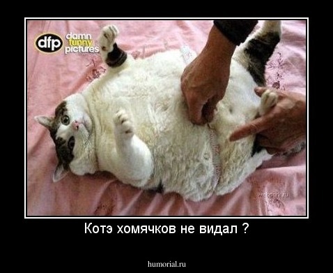 Котэ хомячков не видал ?