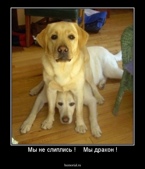 Мы не слиплись !    Мы дракон !